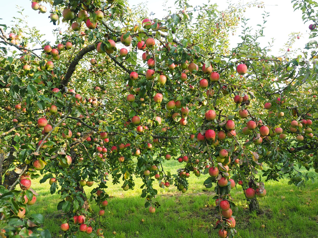 Alles over fruitboomsoorten kies en verzorg de perfecte boom voor jouw tuin